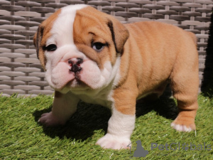 Foto №1. englische bulldogge - zum Verkauf in der Stadt Setúbal | 450€ | Ankündigung № 75939