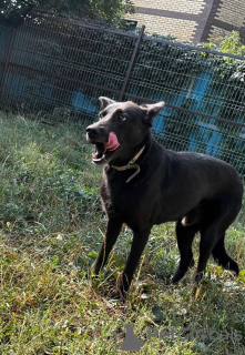 Foto №2 zu Ankündigung № 115961 zu verkaufen mischlingshund - einkaufen Russische Föderation quotient 	ankündigung