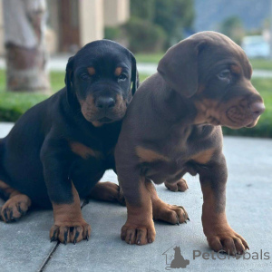 Foto №4. Ich werde verkaufen dobermann in der Stadt Mexiko -Stadt. quotient 	ankündigung - preis - 727€