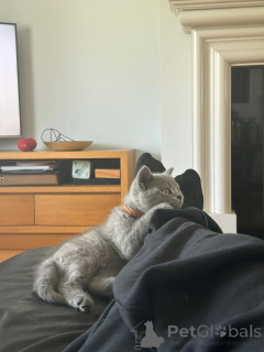 Foto №3. BEREIT FÜR ADOPTION UND WIEDERAUFNAHME. Kontaktieren Sie whatsapp. Deutschland