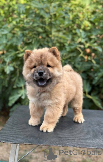 Foto №1. chow-chow - zum Verkauf in der Stadt Šid | verhandelt | Ankündigung № 175478