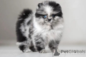 Foto №4. Ich werde verkaufen  in der Stadt Ohio. züchter - preis - verhandelt