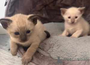 Foto №1. siamkatze - zum Verkauf in der Stadt Mannheim | 350€ | Ankündigung № 178053