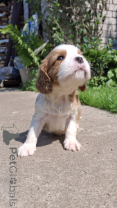 Foto №3. Purebred Welpen Cavalier-King-Chalz-Spaniel.. Lettland