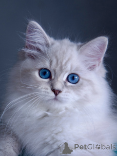 Foto №3. Sibirische Katzen zur Adoption Verspielt und liebevoll. Schweden