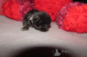 Foto №2 zu Ankündigung № 146694 zu verkaufen ragdoll-katze - einkaufen USA züchter