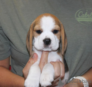 Foto №4. Ich werde verkaufen beagle in der Stadt Nürnberg. quotient 	ankündigung - preis - 331€