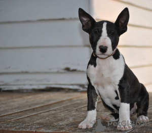 Foto №2 zu Ankündigung № 79477 zu verkaufen bullterrier - einkaufen Portugal quotient 	ankündigung