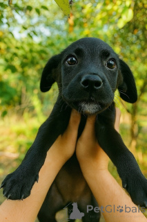 Foto №2 zu Ankündigung № 158392 zu verkaufen mischlingshund - einkaufen Russische Föderation quotient 	ankündigung