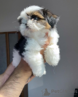 Foto №2 zu Ankündigung № 124279 zu verkaufen shih tzu - einkaufen Kanada züchter