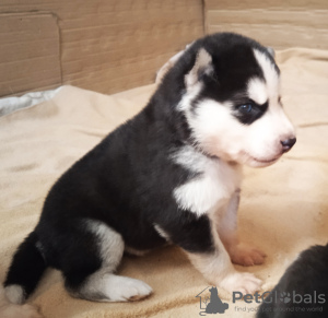 Foto №3. Husky-Babys. Finnland