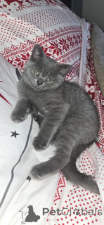 Foto №1. schottische faltohrkatze - zum Verkauf in der Stadt Chicago | 638€ | Ankündigung № 145318