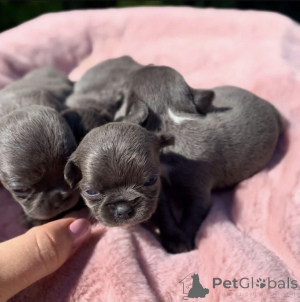 Foto №2 zu Ankündigung № 168225 zu verkaufen mischlingshund - einkaufen USA züchter