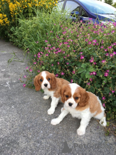 Foto №3. Entzückende Cavalier King Charles Welpen zur kostenlosen Adoption. Deutschland