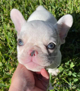 Foto №3. Süße französische Bulldoggenwelpen zu verkaufen!. Deutschland