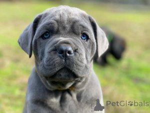 Foto №2 zu Ankündigung № 166823 zu verkaufen cane corso italiano - einkaufen Deutschland züchter