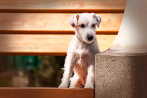 Foto №1. jack russell terrier - zum Verkauf in der Stadt Tuapse | 225€ | Ankündigung № 6517