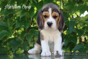 Foto №1. beagle - zum Verkauf in der Stadt Стамбул | 473€ | Ankündigung № 105175