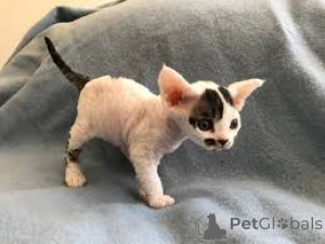 Foto №4. Ich werde verkaufen german rex in der Stadt Wiesbaden.  - preis - verhandelt