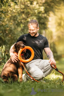 Foto №3. Metis Labrador Valiko sucht ein Zuhause.. Russische Föderation