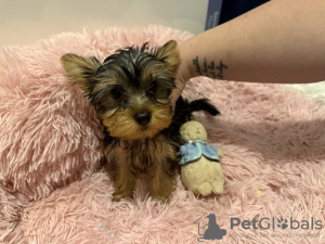 Foto №2 zu Ankündigung № 123494 zu verkaufen yorkshire terrier - einkaufen Großbritannien quotient 	ankündigung