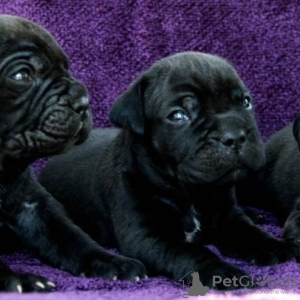 Foto №3. Cane Corso Welpen. Ukraine