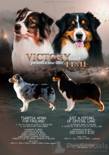 Zusätzliche Fotos: Wunderschöner Australian Shepherd Welpe