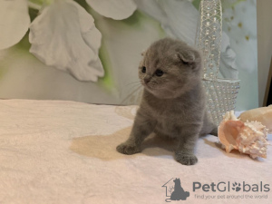 Zusätzliche Fotos: Ab sofort stehen Scottish Fold-Kätzchen zum Verkauf