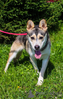 Zusätzliche Fotos: Asenka ist ein Husky-Mischling, ein wunderbarer Hund! In guten Händen