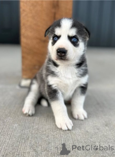 Foto №1. siberian husky - zum Verkauf in der Stadt Schlechtes Soden-Salmünster | verhandelt | Ankündigung № 162219