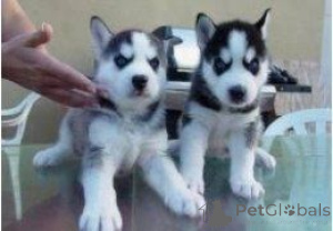 Foto №1. siberian husky - zum Verkauf in der Stadt Erlangen-höchstadt | 450€ | Ankündigung № 169446