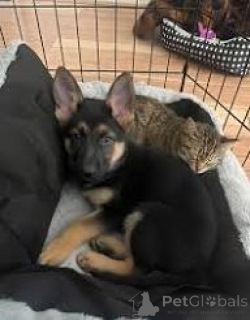 Foto №2 zu Ankündigung № 166728 zu verkaufen deutscher schäferhund - einkaufen Frankreich quotient 	ankündigung, züchter