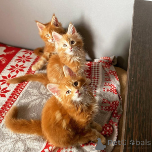 Foto №1. maine-coon-katze - zum Verkauf in der Stadt Berchtesgaden | verhandelt | Ankündigung № 139090
