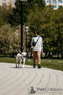 Foto №4. Ich werde verkaufen mischlingshund in der Stadt Москва.  - preis - Frei