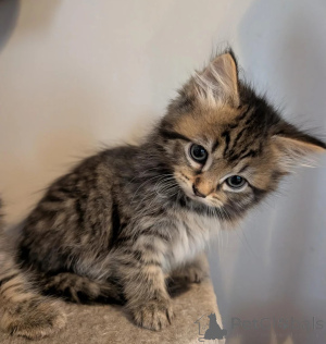 Foto №1. maine-coon-katze - zum Verkauf in der Stadt Königs Wusterhausen | 350€ | Ankündigung № 178175