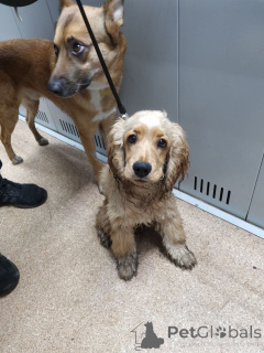 Foto №2 zu Ankündigung № 157083 zu verkaufen  - einkaufen Großbritannien quotient 	ankündigung