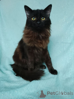 Foto №1.  - zum Verkauf in der Stadt Moskwa | Frei | Ankündigung № 161311