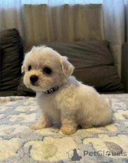 Foto №1. malteser - zum Verkauf in der Stadt Dülmen | 350€ | Ankündigung № 154315