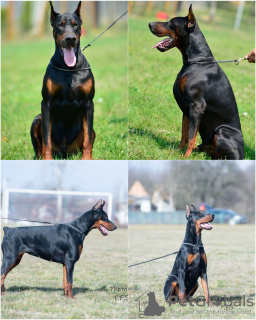 Foto №2 zu Ankündigung № 124058 zu verkaufen dobermann - einkaufen Serbien züchter