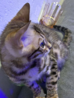 Foto №1. bengal katzenrasse - zum Verkauf in der Stadt Bremen | 250€ | Ankündigung № 167801