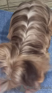 Foto №3. farbiger Yorkie. Russische Föderation