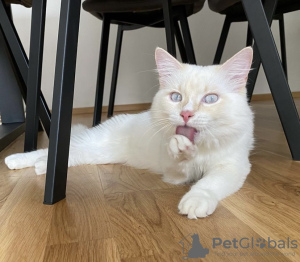 Foto №4. Ich werde verkaufen ragdoll-katze in der Stadt Berlin. quotient 	ankündigung, vom kindergarten, züchter - preis - 600€