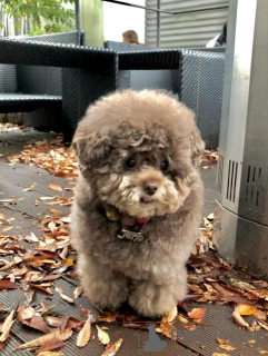 Foto №3. Der hübsche, verspielte und ach so liebevolle Cocos-Charme ist einfach. Finnland