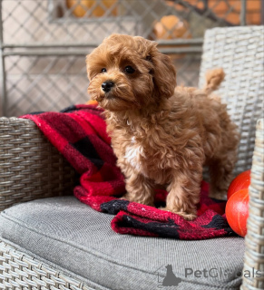 Foto №4. Ich werde verkaufen maltipu in der Stadt Alsdorf. quotient 	ankündigung - preis - 550€