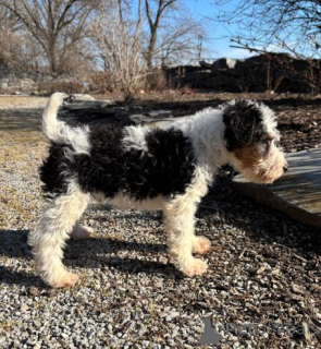 Foto №4. Ich werde verkaufen foxterrier in der Stadt Beilngries. quotient 	ankündigung - preis - 580€