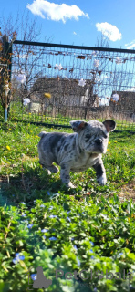 Foto №2 zu Ankündigung № 95132 zu verkaufen französische bulldogge - einkaufen Serbien 