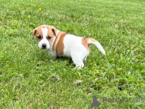 Foto №2 zu Ankündigung № 160305 zu verkaufen jack russell terrier - einkaufen Finnland quotient 	ankündigung