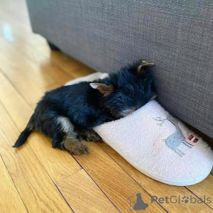 Foto №3. Englische Schädlinge. Montenegro