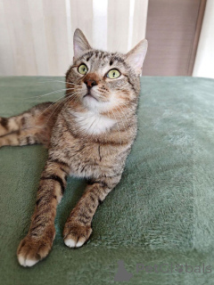 Foto №3. Die junge Streifenkatze Kuzya sucht ein Zuhause. Russische Föderation