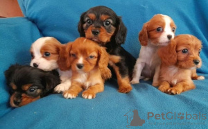 Foto №3. Cavalier King Charles Spaniel. Großbritannien